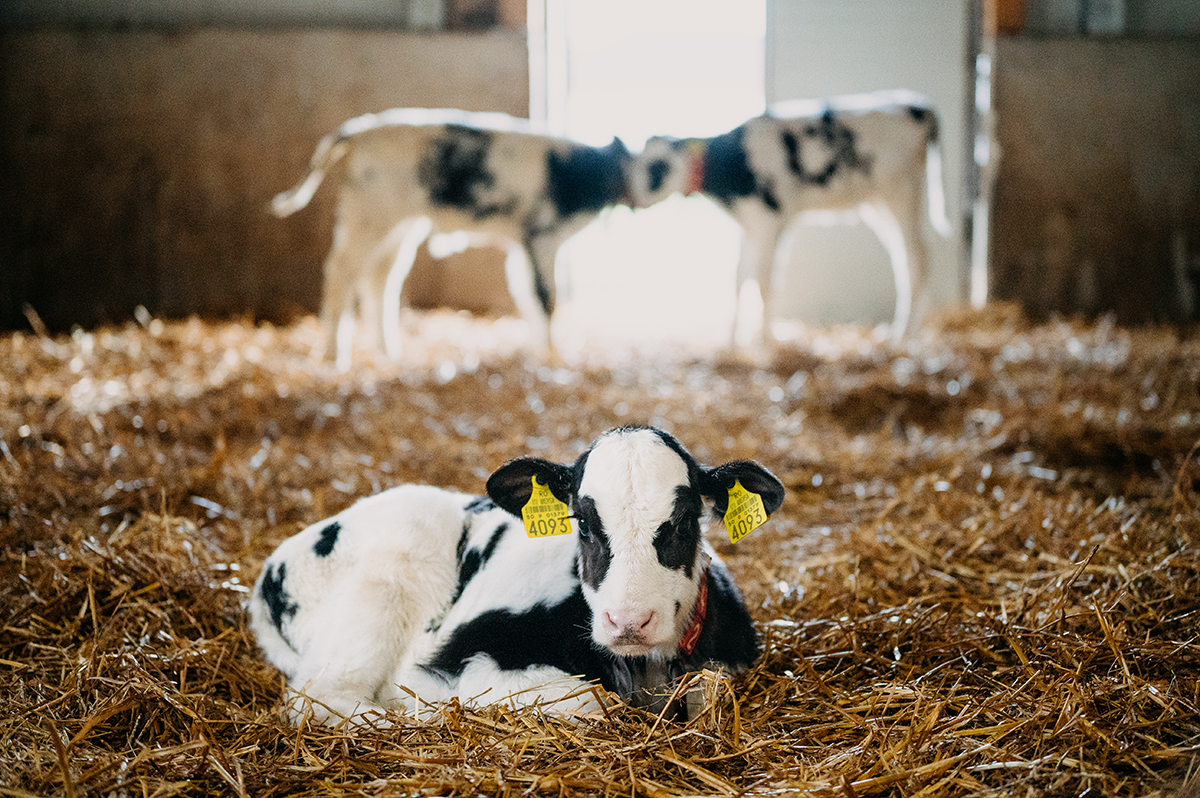 Világelsők között a Bömbi sajtok